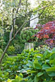 GRANGE COURT  GUERNSEY: FOLIAGE AND MAPLE WITH CLEAR OBELISK