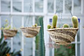 GRANGE COURT  GUERNSEY: RESTORED GLASSHOUSE WITH CACTUS IN HANGING BASKETS
