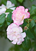 GRANGE COURT  GUERNSEY: CLIMBING ROSE - ROSA HANDEL  GROWING IN THE GLASSHOUSE