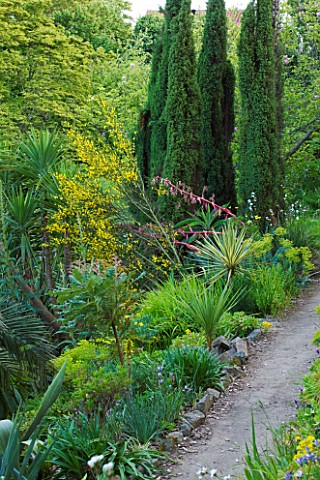 MILLE_FLEURS__GUERNSEY_PATH_LINED_WITH_GENISTA__AGAVE_AND_BESCHORNERIA_YUCCOIDES