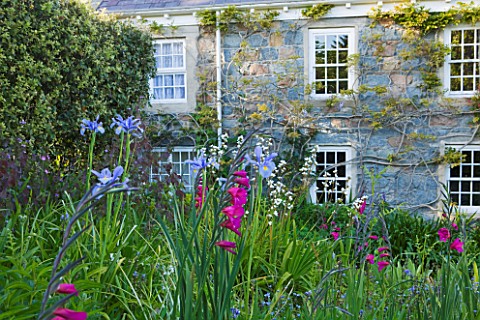 MILLE_FLEURS__GUERNSEY_THE_GRANITE_HOUSE_WITH_DUTCH_IRIS_AND_GLADIOLUS_COMMUNIS_BYZANTINUS