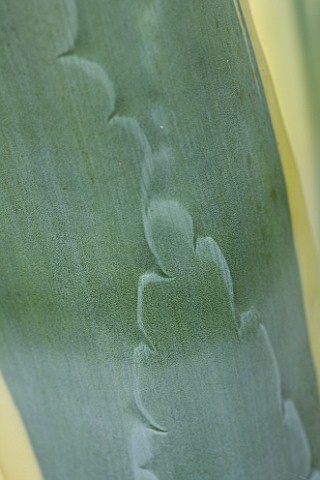 MILLE_FLEURS__GUERNSEY_CLOSE_UP_OF_AGAVE_AMERICANA