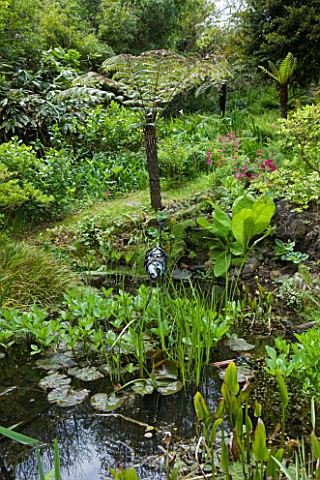MILLE_FLEURS__GUERNSEY_POND_POOL_WITH_TREE_FERNS_IN_THE_WOODLAND