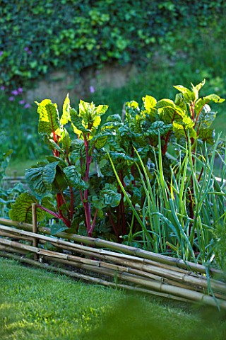 MILLE_FLEURS__GUERNSEY_RAISED_BED_IN_THE_VEGETABLE_GARDEN_POTAGER_WITH_RUBY_CHARD_AND_ONIONS