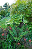 MILLE FLEURS  GUERNSEY: FATSIA  FERNS AND EUPHORBIA GRIFFITHII DIXTER BY THE SWIMMING POOL