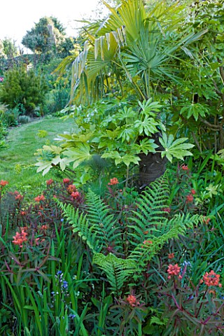 MILLE_FLEURS__GUERNSEY_FATSIA__FERNS_AND_EUPHORBIA_GRIFFITHII_DIXTER_BY_THE_SWIMMING_POOL