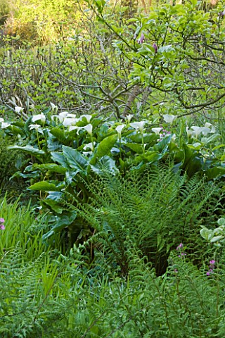 MILLE_FLEURS__GUERNSEY_FERNS_AND_ARUM_LILIES__ZANTEDESCHIA_AETHIOPICA_IN_THE_WOODLAND