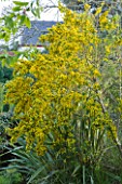 MILLE FLEURS  GUERNSEY: GENISTA BY THE HOUSE