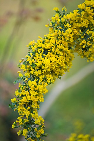 MILLE_FLEURS__GUERNSEY_GENISTA_BY_THE_HOUSE