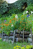 MILLE FLEURS  GUERNSEY: RAISED BED WITH DUTCH IRIS AND CALIFORNIAN POPPIES