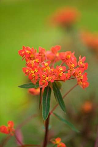 MILLE_FLEURS__GUERNSEY_CLOSE_UP_OF_EUPHORBIA_GRIFFITHII_DIXTER
