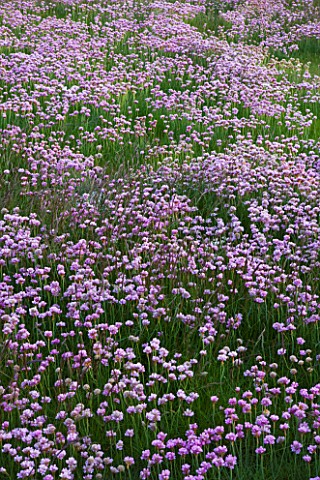 THRIFT_BESIDE_THE_SEA___GUERNSEY__CHANNEL_ISLANDS