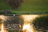 DUDMASTON ESTATE  SHROPSHIRE. NATIONAL TRUST. MAY 2012 - SWAN ON THE LAKE AT SUNSET