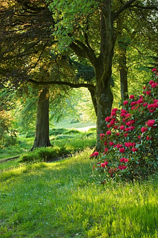 STOURHEAD_LANDSCAPE_GARDEN__WILTSHIRE_THE_NATIONAL_TRUST_MAY_2012__GRASS__RHODODENDRON__AND_WOODLAND