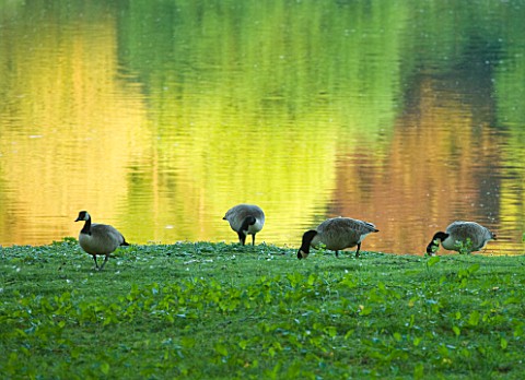 STOURHEAD_LANDSCAPE_GARDEN__WILTSHIRE_THE_NATIONAL_TRUST_MAY_2012__CANADA_GEESE_FEEDING_IN_FRONT_OF_