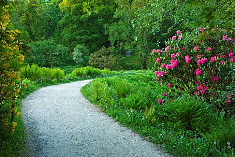 STOURHEAD_LANDSCAPE_GARDEN__WILTSHIRE_THE_NATIONAL_TRUST_MAY_2012__GRAVEL_PATH_PAST_RHODODENDRONS_AN