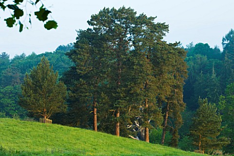 DUDMASTON_ESTATE__SHROPSHIRE_THE_NATIONAL_TRUST_MAY_2012__VIEW_AT_DAWN_ACROSS_PARKLAND_WITH_PINE_TRE