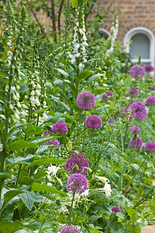 DESIGNER_BUTTER_WAKEFIELD__LONDON_SMALL_CITY_GARDEN_WITH_LAWN_AND_BORDER_PLANTED_WITH_ALLIUM_PURPLE_