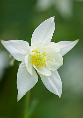 DESIGNER_BUTTER_WAKEFIELD__LONDON_CLOSE_UP_OF_THE_WHITE_FLOWER_OF_AQUILEGIA_WHITE_STAR