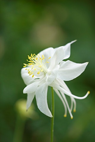DESIGNER_BUTTER_WAKEFIELD__LONDON_CLOSE_UP_OF_THE_WHITE_FLOWER_OF_AQUILEGIA_WHITE_STAR