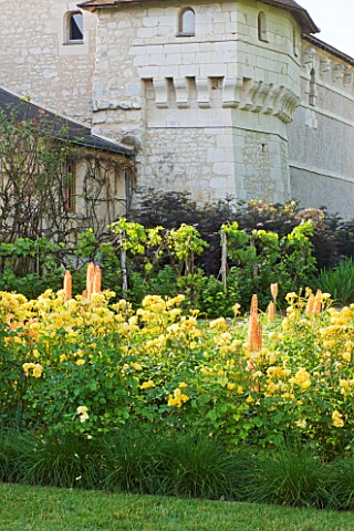 CHATEAU_DU_RIVAU__LOIRE_VALLEY__FRANCE_YELLOW_AND_ORANGE_BORDER_WITH_EREMURUS_CLEOPATRA_AND_ROSE