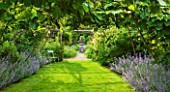 LES JARDINS DE ROQUELIN  LOIRE VALLEY  FRANCE: LAWN AND TUNNEL OF VITIS COIGNETIAE WITH NEPETA SIX HILLS GIANT