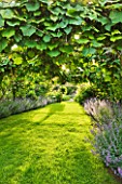 LES JARDINS DE ROQUELIN  LOIRE VALLEY  FRANCE: LAWN AND TUNNEL OF VITIS COIGNETIAE WITH NEPETA SIX HILLS GIANT