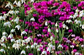 SNOWDROPS AND CYCLAMEN COUM. THE DOWER HOUSE  BARNSLEY  GLOUCESTERSHIRE