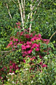 LES JARDINS DE ROQUELIN  LOIRE VALLEY  FRANCE: RAMBLING ROSE CLIMBS UP THROUGH A BIRCH TREE