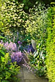 GIPSY HOUSE  BUCKINGHAMSHIRE: PATH WITH NEPETA AND CRAMBE CORDIFOLIA IN FRONT GARDEN
