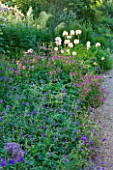 NYMANS  SUSSEX. THE NATIONAL TRUST: GERANIUMS  ASTRANTIA ROMA  AND POPPIES IN THE HERBACEOUS BORDER- EVENING LIGHT  JUNE