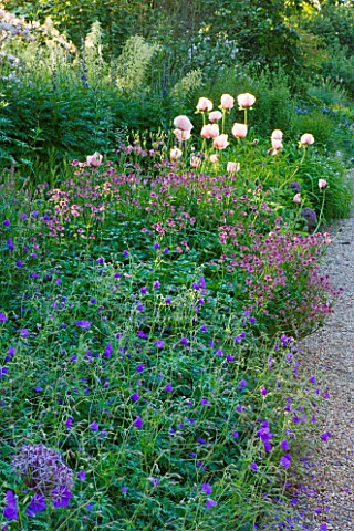 NYMANS__SUSSEX_THE_NATIONAL_TRUST_GERANIUMS__ASTRANTIA_ROMA__AND_POPPIES_IN_THE_HERBACEOUS_BORDER_EV