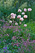 NYMANS  SUSSEX. THE NATIONAL TRUST: ASTRANTIA ROMA  AND POPPIES IN THE HERBACEOUS BORDER- EVENING LIGHT  JUNE