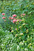 NYMANS  SUSSEX. THE NATIONAL TRUST : PINK POPPIES AND PHLOMIS IN THE HERBACEOUS BORDER  EVENING LIGHT  JUNE