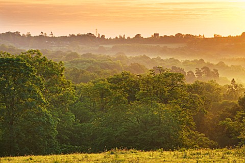 NYMANS__SUSSEX_THE_NATIONAL_TRUST_THE_WOODLAND_AT_DAWN_SEEN_FROM_NEAR_THE_PROSPECT__JUNE