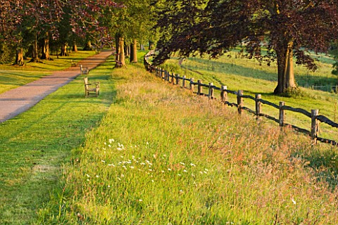 NYMANS__SUSSEX_THE_NATIONAL_TRUST_WILDFLOWERS_GROWING_BESIDE_PATH_WITH_WOODEN_FENCE__COPPER_BEECH_AN