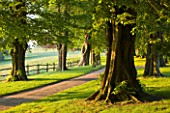 NYMANS  SUSSEX. THE NATIONAL TRUST: THE LIME AVENUE IN MORNING LIGHT