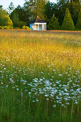 NYMANS__SUSSEX_THE_NATIONAL_TRUST_WILDFLOWERS_INCLUDING_OXEEYE_DAISIES_GROWING_IN_THE_MEADOW_WITH_TH