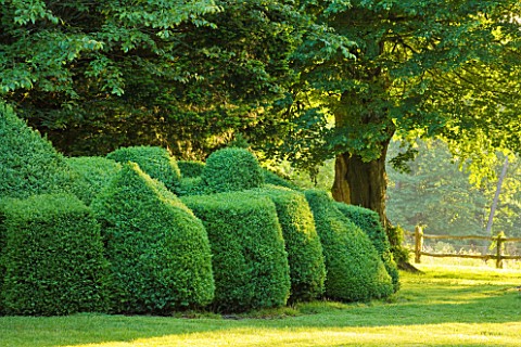 NYMANS__SUSSEX_THE_NATIONAL_TRUST__CLIPPED_TOPIARY_BOX_HEDGING_IN_EARLY_MORNING_LIGHT__JUNE