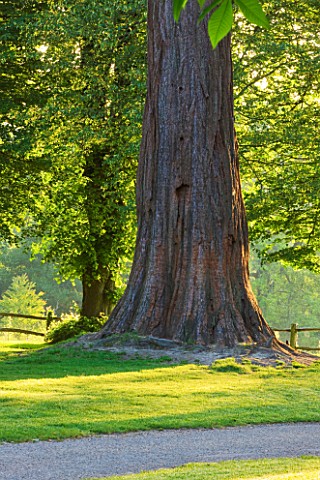 NYMANS__SUSSEX_THE_NATIONAL_TRUST__GIANT_REDWOOD__IN_EARLY_MORNING_LIGHT__JUNE