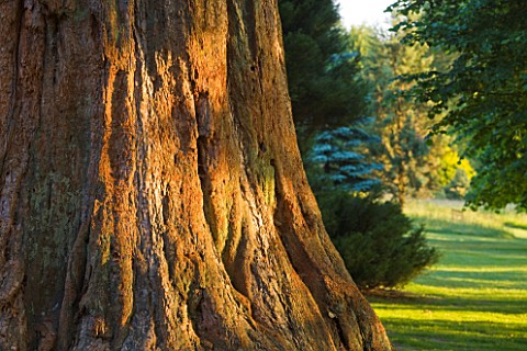 NYMANS__SUSSEX_THE_NATIONAL_TRUST__TRUNK_OF_GIANT_REDWOOD_IN_EARLY_MORNING_LIGHT__JUNE