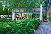THE GLASS HOUSE  PETERSHAM. ARCHITECTS TERRY FARRELL PARTNERS. GARDEN DESIGN BY SALLIS CHANDLER: NIGHT VIEW OF GLASS PAVILION  CLIPPED BAY  DECKING AND HYDRANGEA ANNABELLE