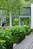 THE GLASS HOUSE  PETERSHAM. ARCHITECTS TERRY FARRELL PARTNERS. GARDEN DESIGN BY SALLIS CHANDLER: VIEW TO GLASS PAVILION WITH DECKING  BOX AND HYDRANGEA ANNABELLE