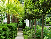THE GLASS HOUSE  PETERSHAM. ARCHITECTS TERRY FARRELL PARTNERS. GARDEN DESIGN BY SALLIS CHANDLER: PATH WITH CLIPPED BAYS  YES AND TRACHYCARPUS FORTUNEI