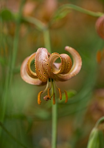MARTAGON_LILY__LILIUM_ROSE_ARCH_FOX__SCENTED_BRED_BY_EUGENE_FOX_IN_CANADA