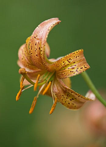 MARTAGON_LILY__LILIUM_ROSE_ARCH_FOX__SCENTED_BRED_BY_EUGENE_FOX_IN_CANADA