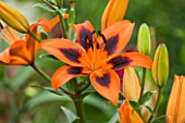 CLOSE UP OF ASIATIC LILY - LILIUM POP STAR LILY ALLEN