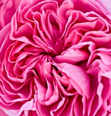 RAGLEY HALL GARDEN  WARWICKSHIRE: CLOSE UP OF THE PINK ROSE - ROSA GERTRUDE JEKYLL