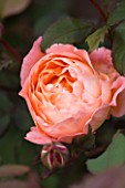 RAGLEY HALL GARDEN  WARWICKSHIRE: CLOSE UP OF THE DAVID AUSTIN ENGLISH ROSE - ROSA LADY EMMA HAMILTON