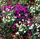 SNOWDROPS AND CYCLAMEN COUM AT THE DOWER HOUSE  BARNSLEY  GLOUCESTERSHIRE